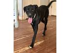 Trixie, Labrador Retriever For Adoption In Decatur, Georgia