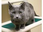 Nolan, Domestic Shorthair For Adoption In Fargo, North Dakota