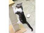 Papaya, Domestic Shorthair For Adoption In Fargo, North Dakota