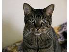 Harry, Domestic Shorthair For Adoption In Fargo, North Dakota