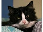 Nash, Domestic Mediumhair For Adoption In Fargo, North Dakota
