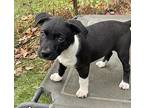 Lotsa Heart, Terrier (unknown Type, Medium) For Adoption In Alpharetta, Georgia