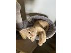Godzilla, Domestic Shorthair For Adoption In Deltona, Florida