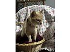 Honey Lemon, Domestic Shorthair For Adoption In Deltona, Florida