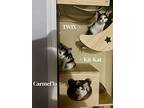 Twix, Calico For Adoption In Deltona, Florida