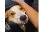 Merle Red Heeler Australian Shepherd Mix Dog for Adoption in Kansas City MO