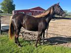 3 yo registered chocolate Rocky Mountain filly