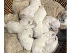 West Highland White Terrier PUPPY FOR SALE ADN-844692 - Westie Pupies