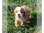 Cavapoo PUPPY FOR SALE ADN-844689 - Female Cavapoo Puppy