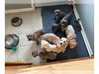 Cane Corso PUPPY FOR SALE ADN-844680 - Cane Corso Puppies