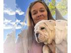 Bulldog PUPPY FOR SALE ADN-844679 - AKC Grand Champion Sired Bulldog