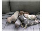 Chiweenie PUPPY FOR SALE ADN-844653 - Chiweenie puppies