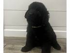 Newfoundland PUPPY FOR SALE ADN-844720 - Newfoundland puppy