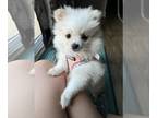 Pomeranian PUPPY FOR SALE ADN-844671 - Sweet Pom girl