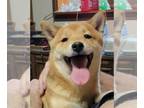 Shiba Inu PUPPY FOR SALE ADN-844662 - Copper