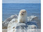 Pomeranian PUPPY FOR SALE ADN-844660 - Adorable Pomeranian Boy