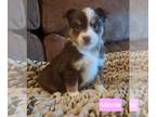 Miniature Australian Shepherd PUPPY FOR SALE ADN-844613 - Beautiful Mini
