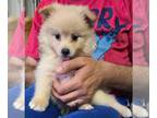 Pomeranian PUPPY FOR SALE ADN-844747 - Pomeranian