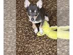 Chihuahua PUPPY FOR SALE ADN-844741 - Chihuahua Female