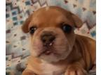 French Bulldog PUPPY FOR SALE ADN-844740 - colorado French Bulldogs for Sale