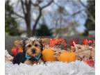 Yorkshire Terrier PUPPY FOR SALE ADN-844738 - Timmy