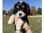Cock-A-Poo PUPPY FOR SALE ADN-844722 - Cockapoo