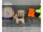Poovanese PUPPY FOR SALE ADN-844721 - Awesome Havapoo