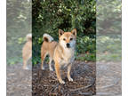 Shiba Inu PUPPY FOR SALE ADN-844713 - GORGEOUS AKC Shiba Inu Fully Trained
