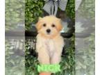 Maltipoo PUPPY FOR SALE ADN-844700 - Maltipoo puppies