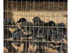 Rottweiler PUPPY FOR SALE ADN-844698 - Puppies for sale