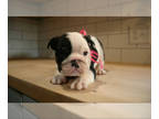 English Bulldog PUPPY FOR SALE ADN-844696 - Female English Bulldog puppy