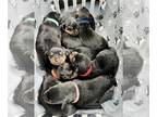 Rottweiler PUPPY FOR SALE ADN-844691 - Rottie Babies