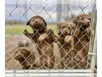 Chesapeake Bay Retriever PUPPY FOR SALE ADN-844688 - AKC Chesapeake Bay