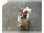 Pomeranian PUPPY FOR SALE ADN-844685 - Female White Merle Pomeranian