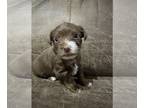 Yorkshire Terrier PUPPY FOR SALE ADN-844534 - Rare Chocolate Yorkie