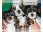 Yorkshire Terrier PUPPY FOR SALE ADN-844669 - Pure Bred Yorkie Puppy Parti AKC