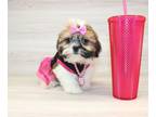 Shih Tzu PUPPY FOR SALE ADN-844668 - Beautiful Shih Tzu Puppy For Sale