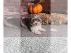 Havanese PUPPY FOR SALE ADN-844663 - Huxley