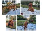 Bloodhound PUPPY FOR SALE ADN-844661 - JoJos 2024 Bloodhound puppies