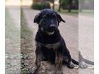 Golden Shepherd PUPPY FOR SALE ADN-844639 - Beautiful Designer Breed Puppy