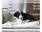 Bordoodle PUPPY FOR SALE ADN-844637 - Cherry Blossom Doodles