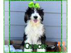 Bernedoodle PUPPY FOR SALE ADN-844623 - tri color female