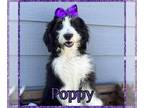 Bernedoodle PUPPY FOR SALE ADN-844622 - tri color female