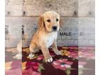 Golden Retriever PUPPY FOR SALE ADN-844615 - Golden Retriever