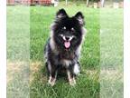 Pomsky PUPPY FOR SALE ADN-844612 - Bentley