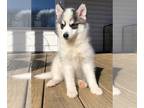Pomsky PUPPY FOR SALE ADN-844611 - Natasha