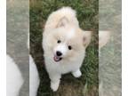 Pomsky PUPPY FOR SALE ADN-844610 - Stark