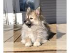Pomsky PUPPY FOR SALE ADN-844609 - Thor