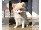 Pomsky PUPPY FOR SALE ADN-844608 - Hawkeye