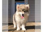 Pomsky PUPPY FOR SALE ADN-844607 - Rocket